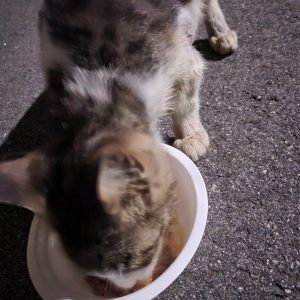 今日、帰り道に 世界的物体が突然！