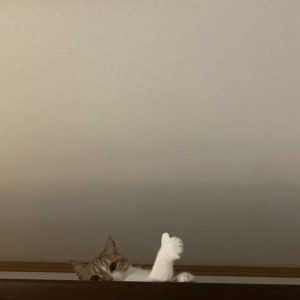 こんばんは☪︎